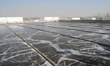 "向藻类说再见：氨氮去除剂如何使你的池塘保持清澈"